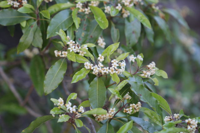 Pittosporum undulatum