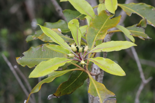 Pittosporum undulatum