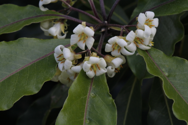 Pittosporum undulatum