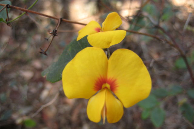 Platylobium formosum