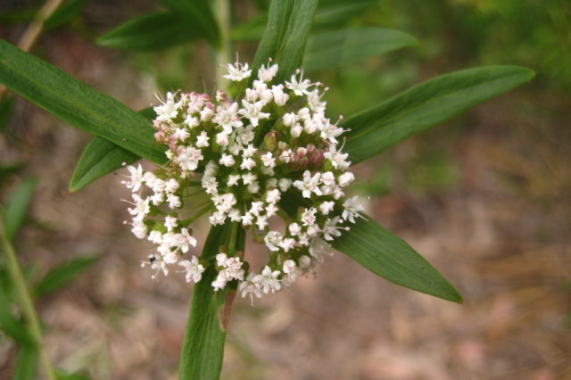 Platysace lanceolata