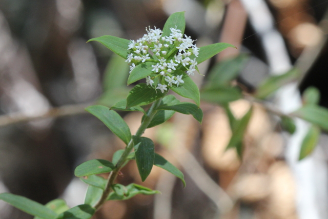 Platysace lanceolata