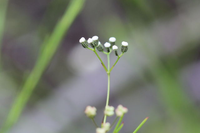 Platysace linearifolia