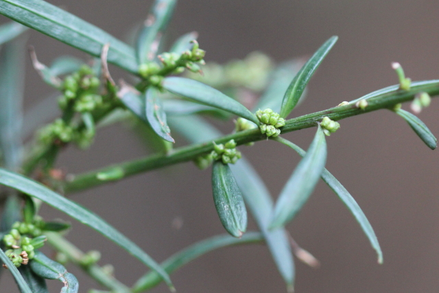 Podocarpus spinulosus
