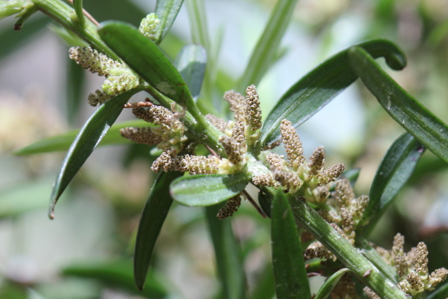 Podocarpus spinulosus