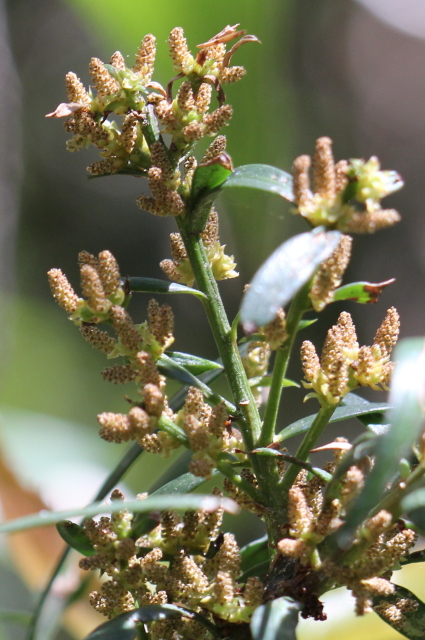 Podocarpus spinulosus
