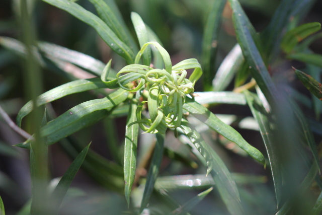 Podocarpus spinulosus