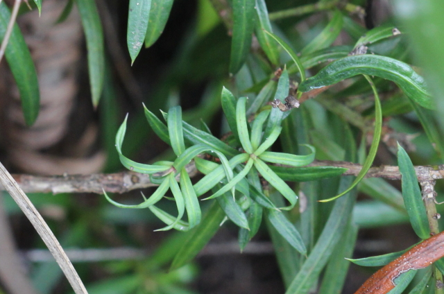 Podocarpus spinulosus