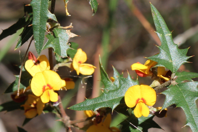 Podolobium ilicifolium