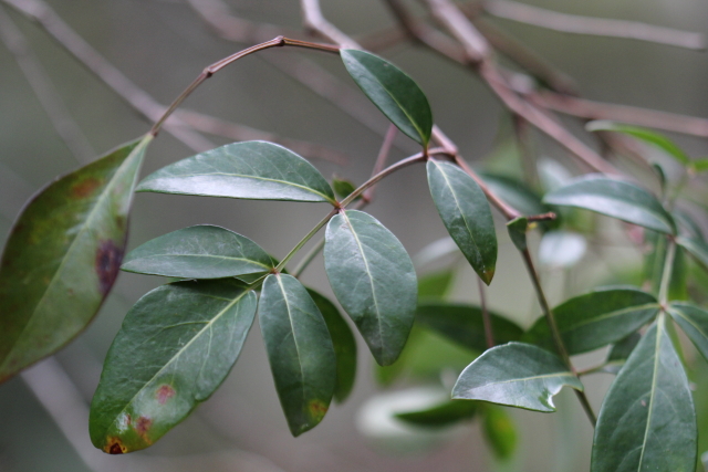 Polyscias sambucifolia