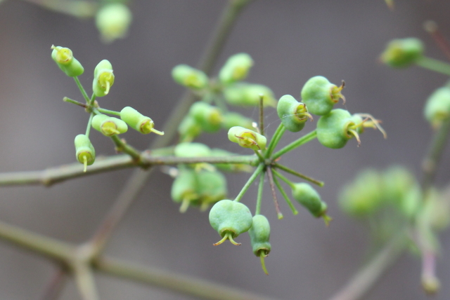 Polyscias sambucifolia