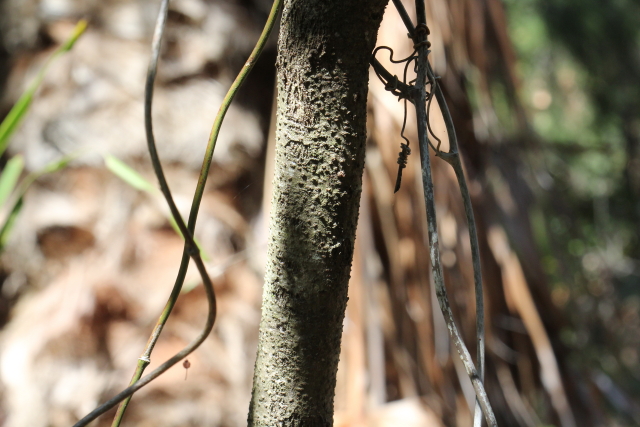 Polyscias sambucifolia