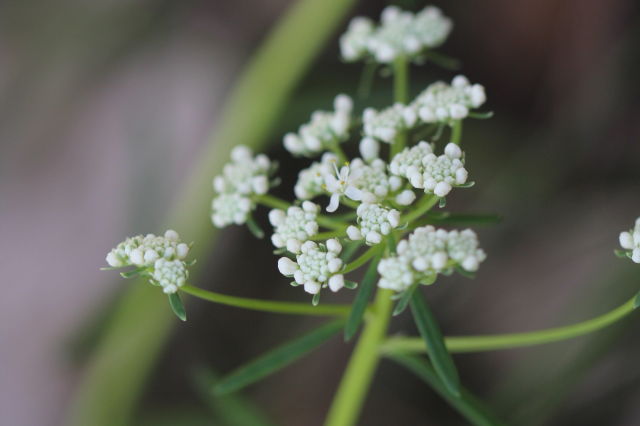Poranthera corymbosa