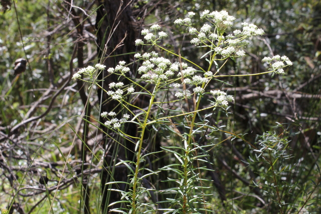 Poranthera corymbosa