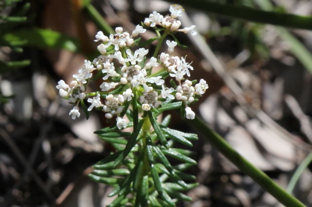 Poranthera ericifolia