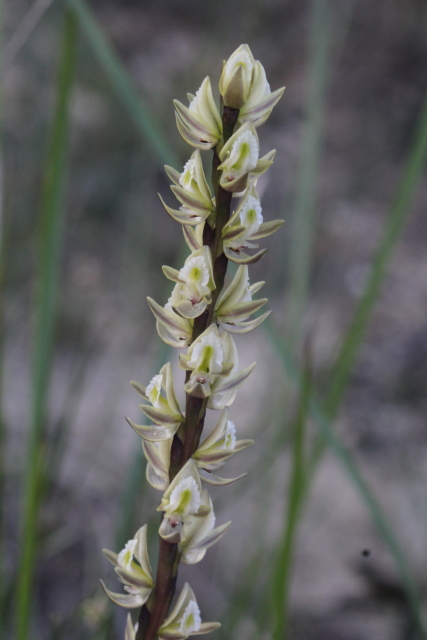 Prasophyllum elatum