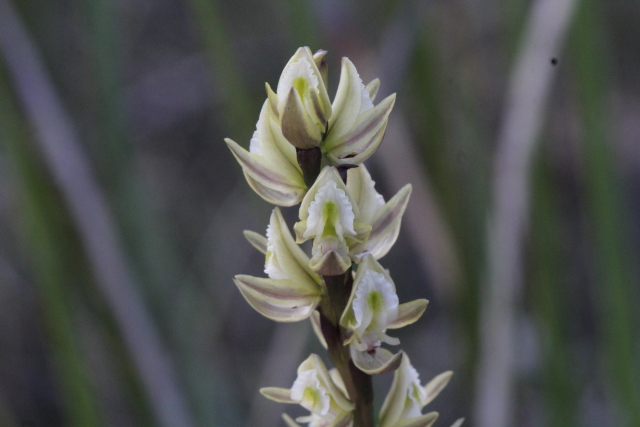 Prasophyllum elatum