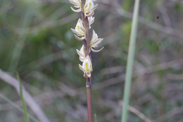 Prasophyllum elatum