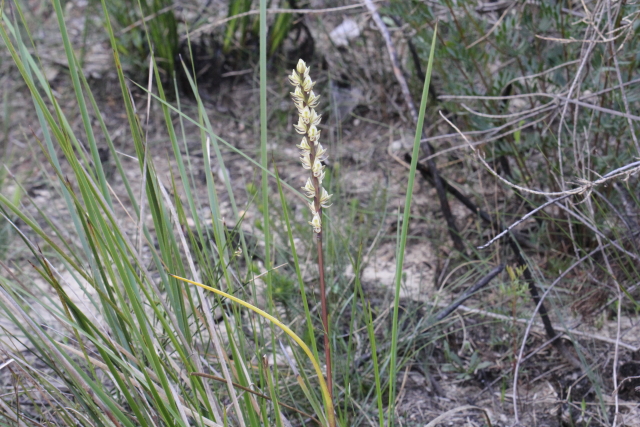 Prasophyllum elatum