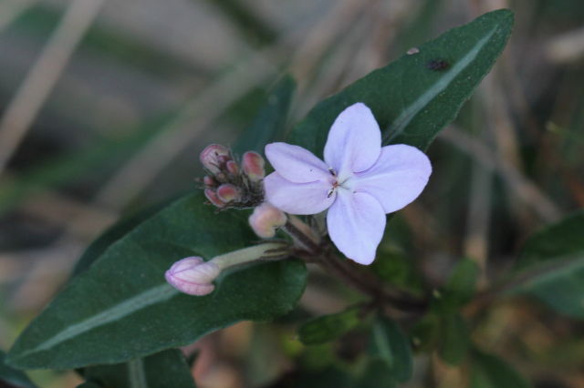 Pseuderanthemum variabile