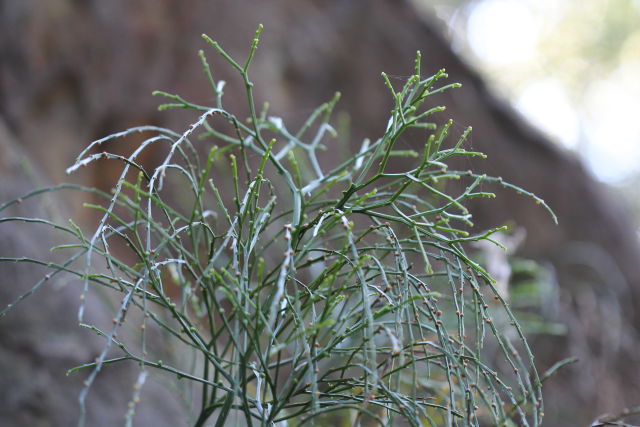 Psilotum nudum