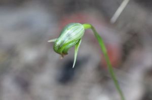 Pterostylis nutans