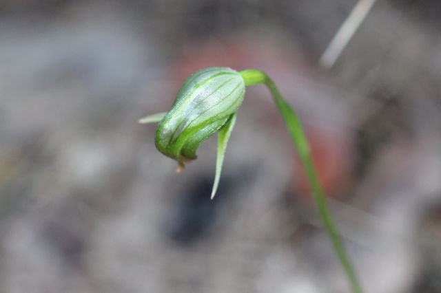 Pterostylis nutans