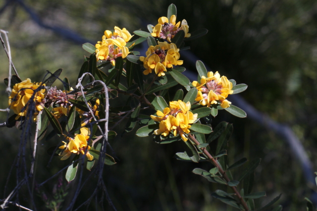 Pultenaea daphnoides