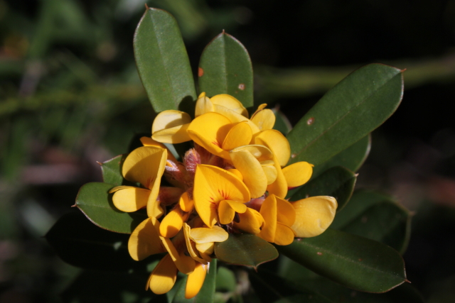 Pultenaea daphnoides