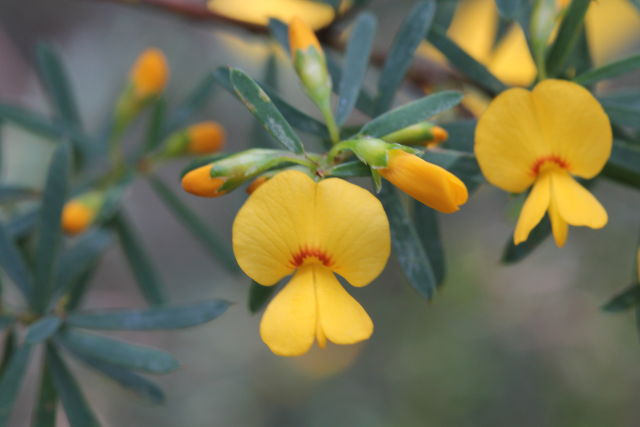 Pultenaea flexilis