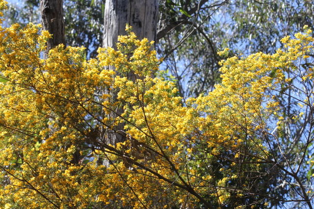 Pultenaea flexilis