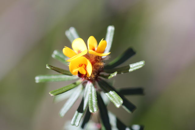 ultenaea linophylla