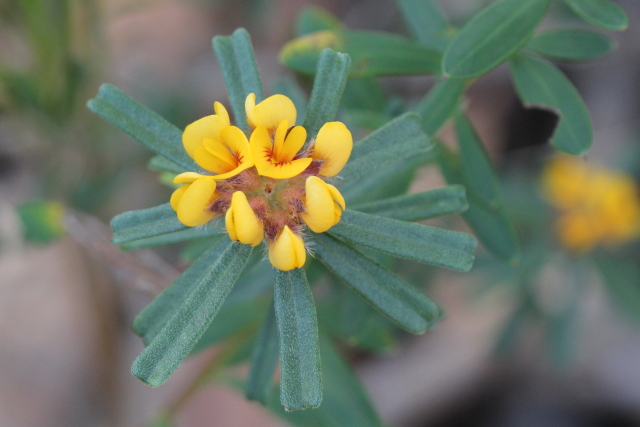Pultenaea linophylla