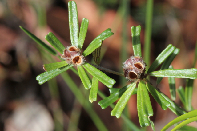 Pultenaea linophylla