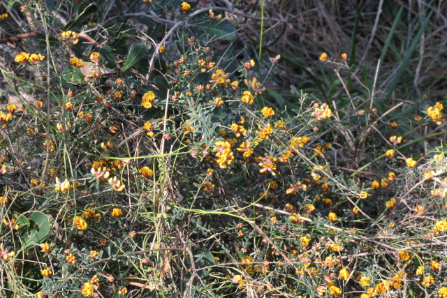 Pultenaea retusa