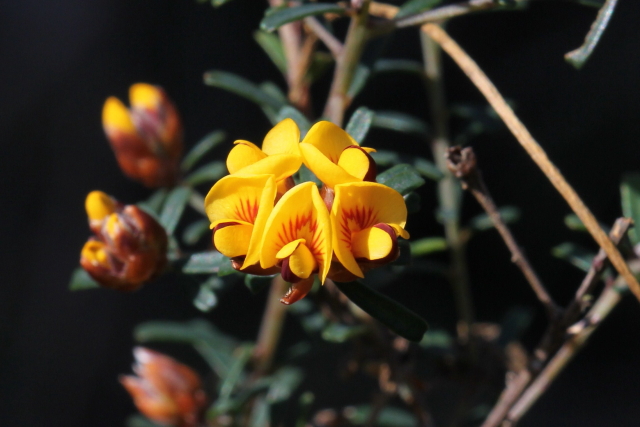 Pultenaea retusa
