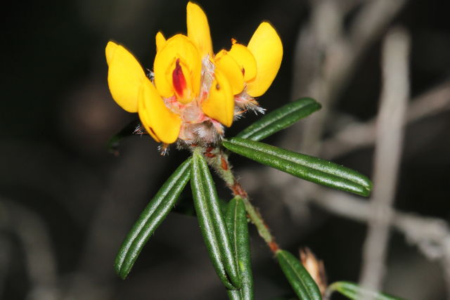 Pultenaea rosmarinifolia