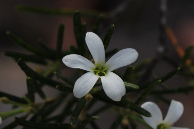 Ricinocarpos pinifolius