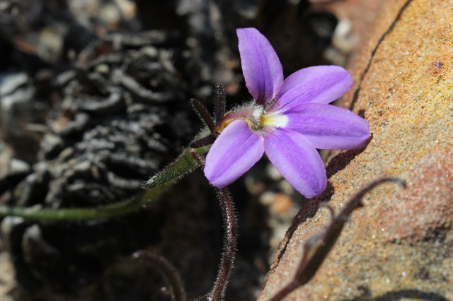 Scaevola ramosissima
