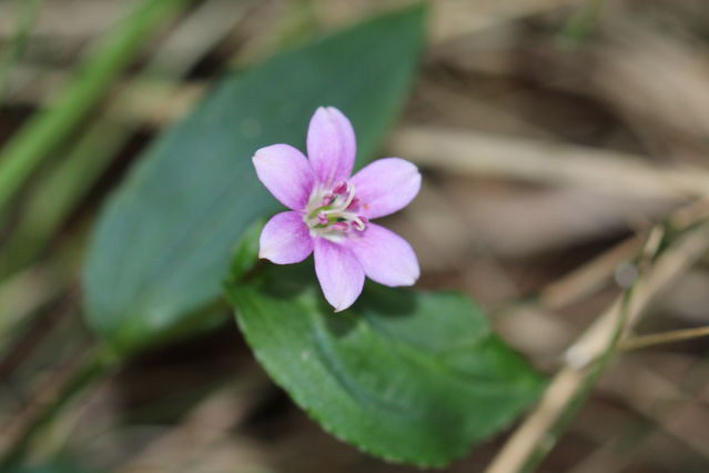 Schelhammera undulata