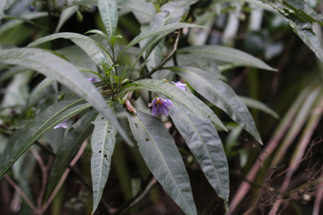 Solanum aviculare