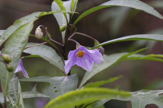 Solanum aviculare