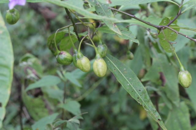 Solanum aviculare