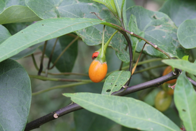 Solanum aviculare