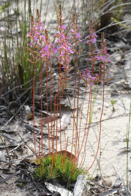 Stylidium lineare
