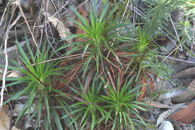 Stylidium productum