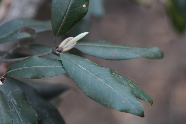 Syncarpia glomulifera