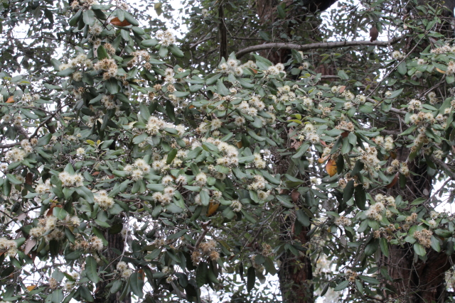 Syncarpia glomulifera