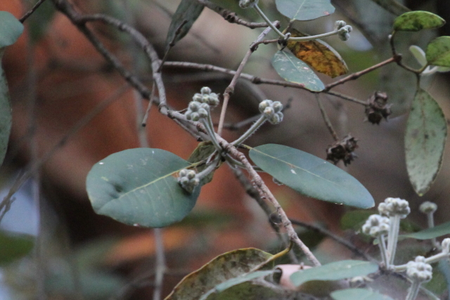 Syncarpia glomulifera