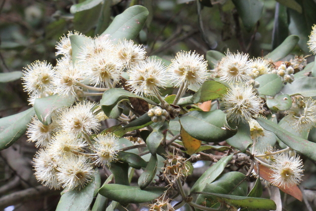 Syncarpia glomulifera